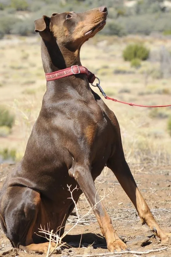 An adult large-sized female Doberman Pinscher dog named Meghda for adoption in Tehachapi, CA