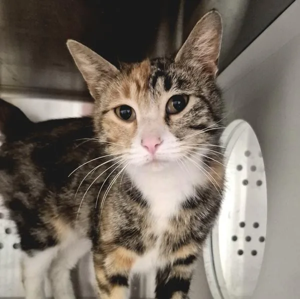 A young small-sized female Domestic Short Hair cat named Bea for adoption in Des Moines, IA