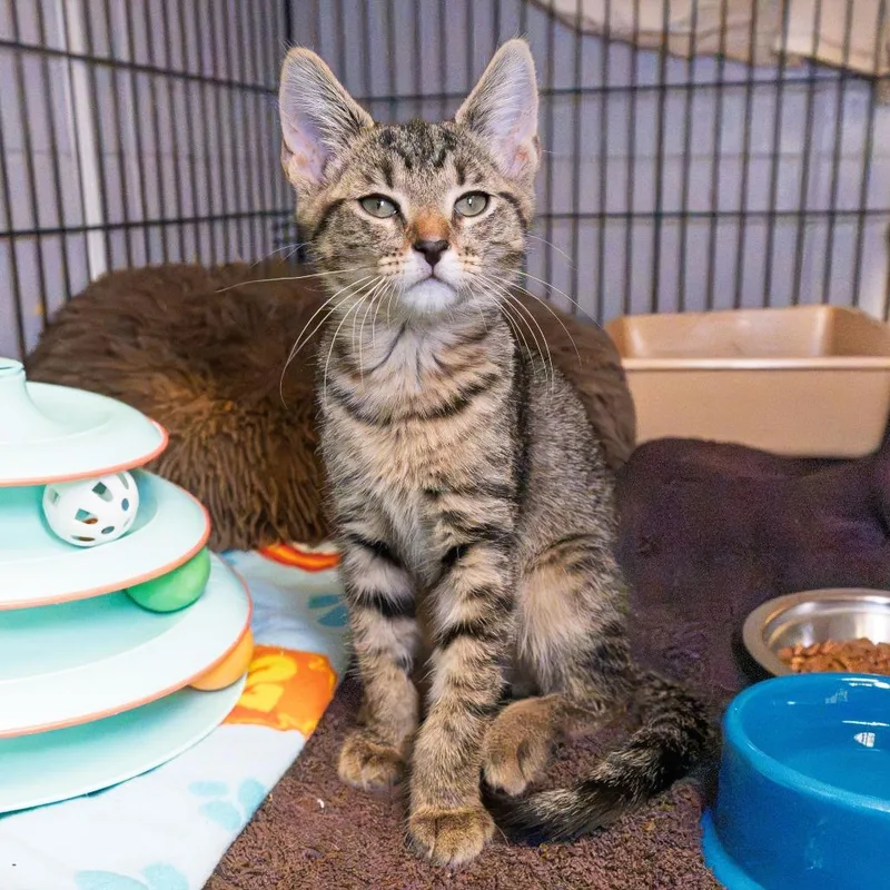 A baby small-sized male Brown / Chocolate Domestic Short Hair cat named Simba for adoption in South Elgin, IL