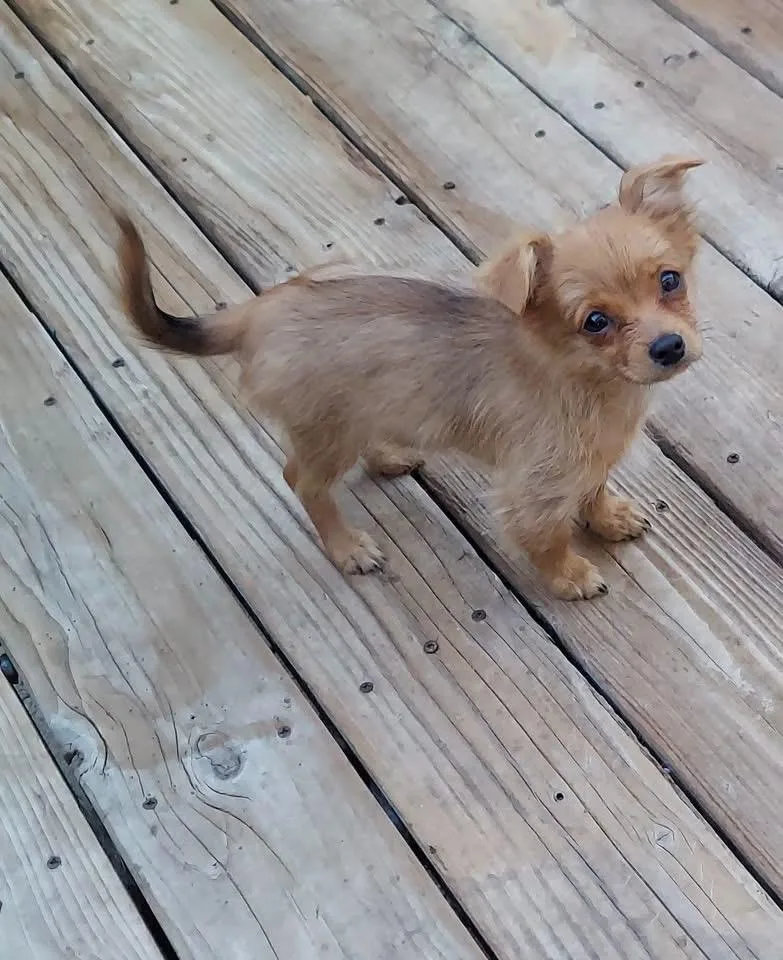 A baby small-sized female Mixed Breed dog named Clementine for adoption in Oakland, CA