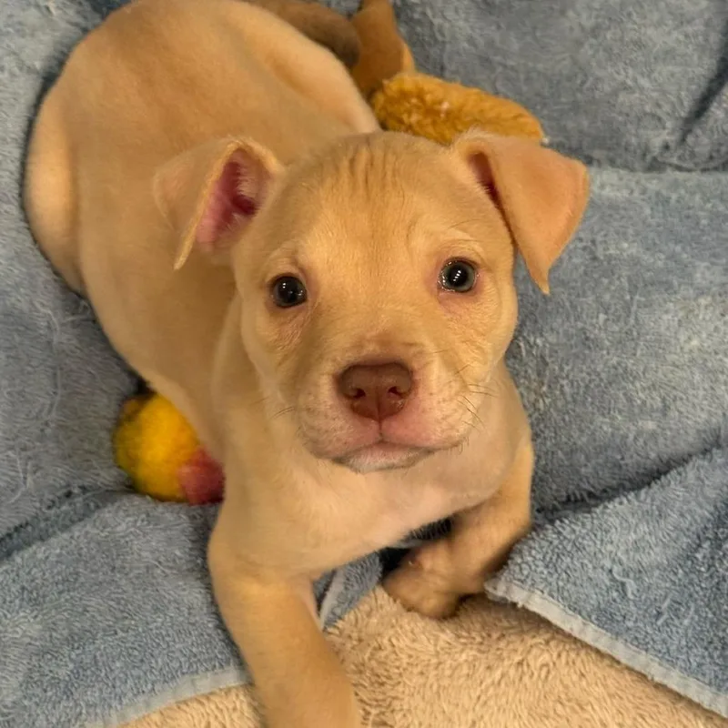 Mercedes thumbnail 2