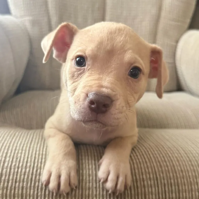 A baby medium-sized female Yellow / Tan / Blond / Fawn American Bulldog dog named Mercedes for adoption in Ocala, FL