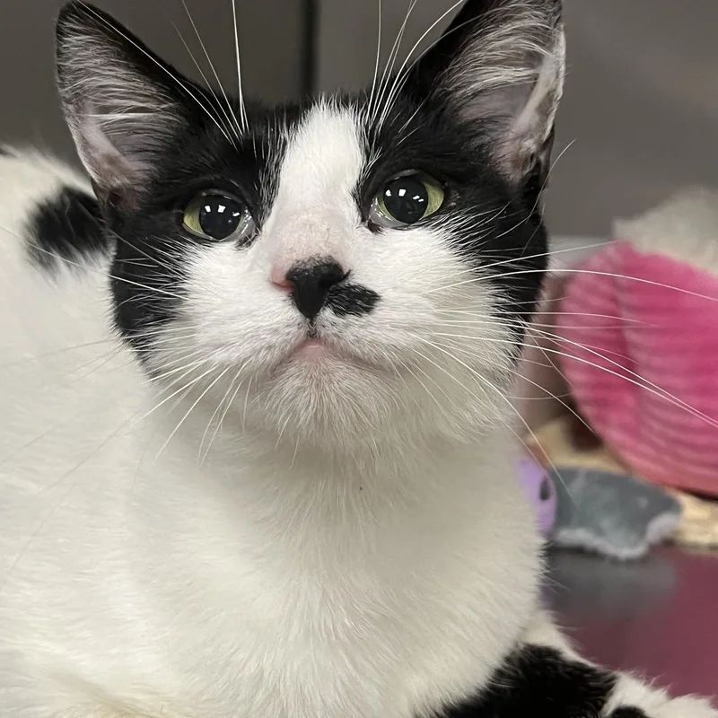 A young medium-sized female White Domestic Short Hair cat named Dottie for adoption in Johnston, RI