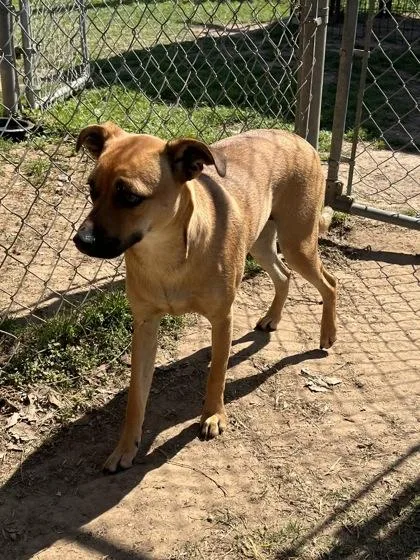 A baby medium-sized female Mixed Breed dog named Barbara for adoption in Houston, TX