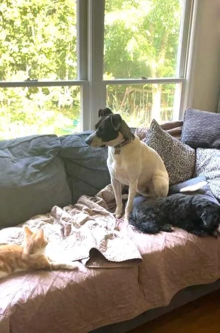An adult medium-sized male Tricolor (Brown, Black, & White) Terrier dog named Oreo for adoption in Youngsville, NC