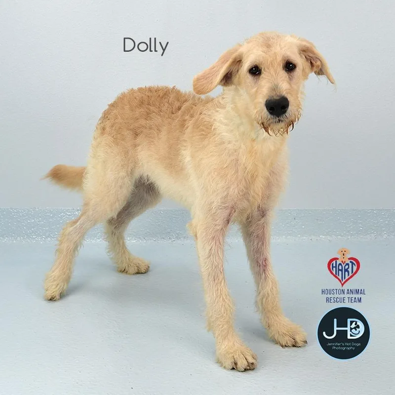 A baby large-sized female Irish Wolfhound dog named Dolly for adoption in Hockley, TX