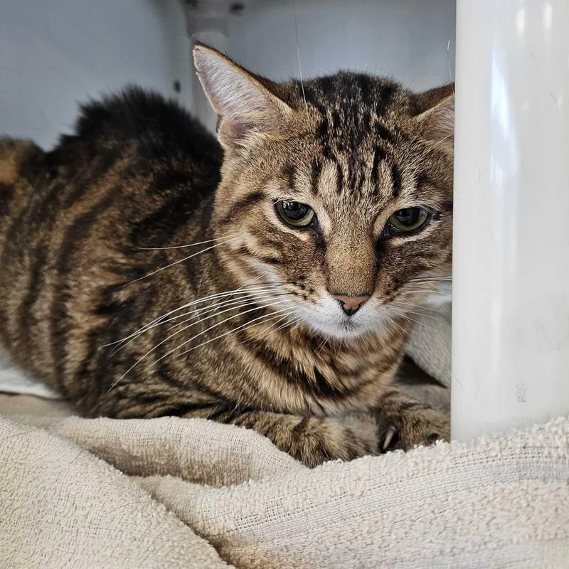 A senior medium-sized male Brown / Chocolate Domestic Short Hair cat named Urian for adoption in Dover, NH