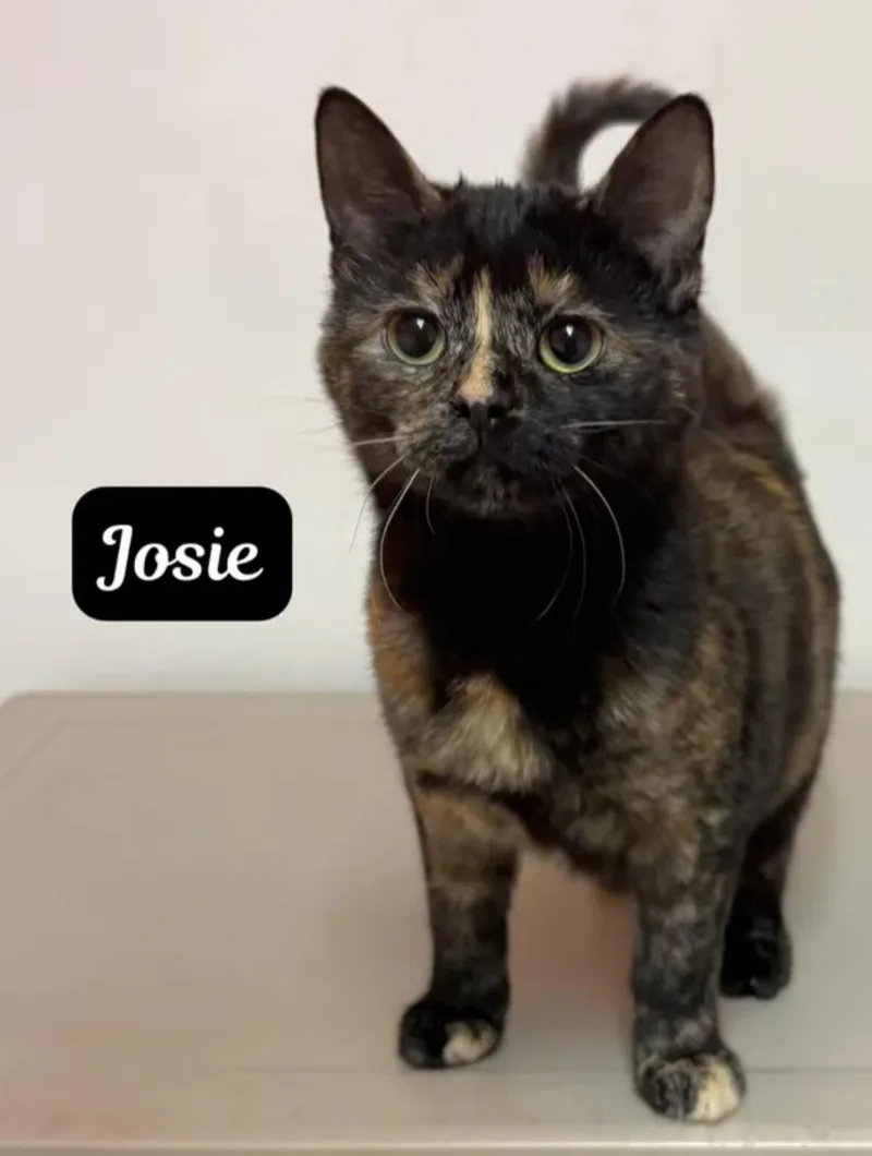 Josie