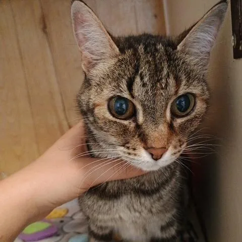An adult small-sized female Brown / Chocolate Domestic Short Hair cat named Carmen for adoption in Enterprise, AL