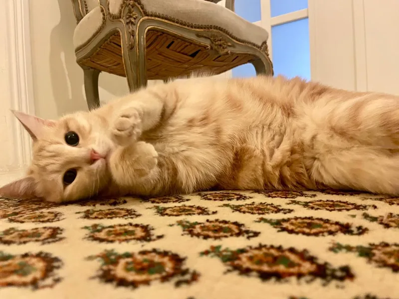 Sophia  The Sweet thumbnail 3