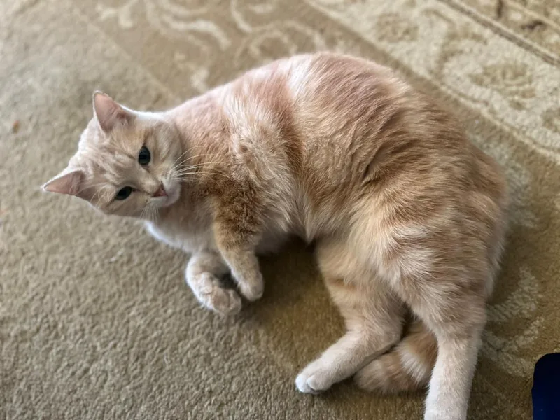 Sophia  The Sweet thumbnail 5