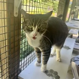 A senior medium-sized female Tabby (Gray / Blue / Silver) Domestic Short Hair cat named Pigeon for adoption in Phoenixville, PA
