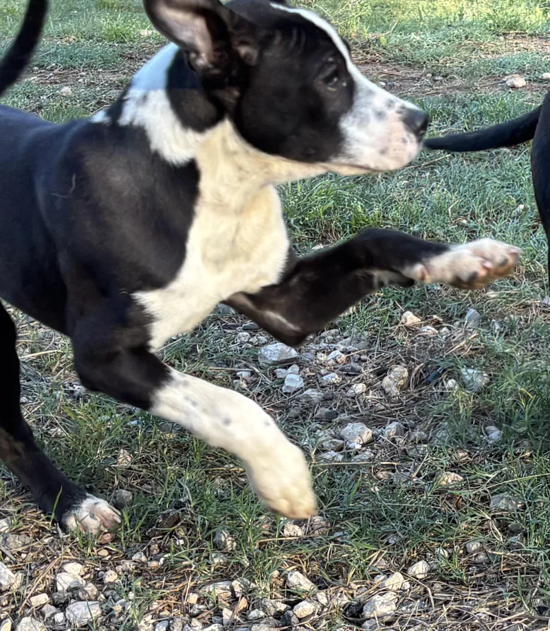 A young medium-sized male Black Mixed Breed dog named Charlie for adoption in Coldspring, TX