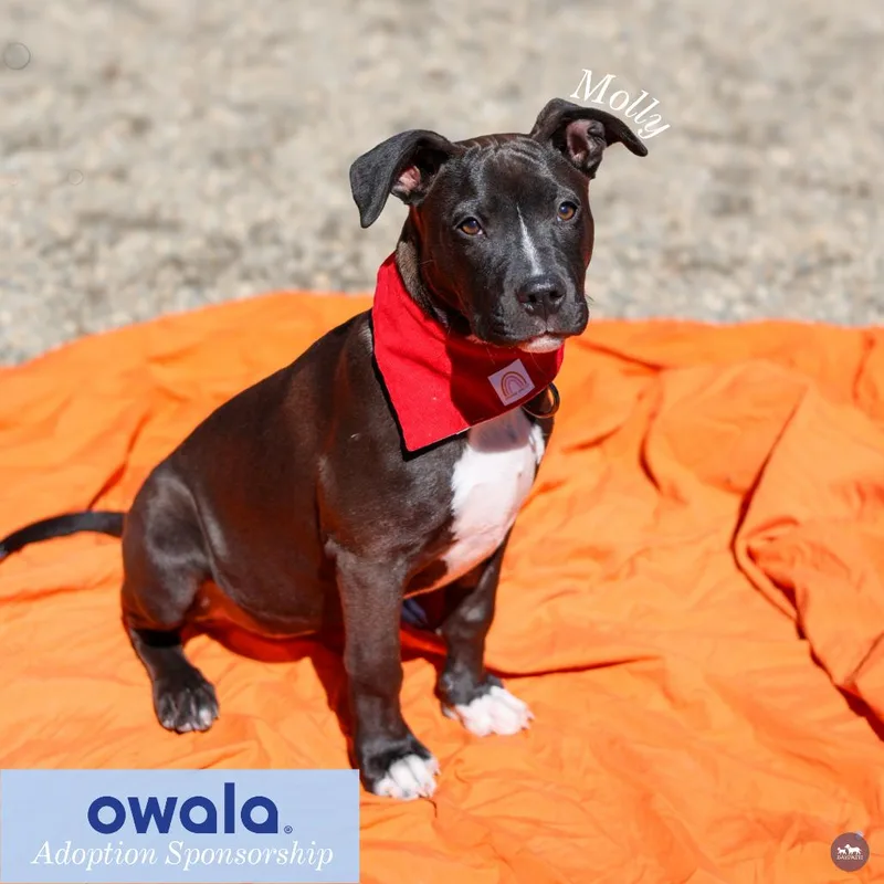 A baby small-sized female Black Mixed Breed dog named Molly for adoption in Hopkinton, MA