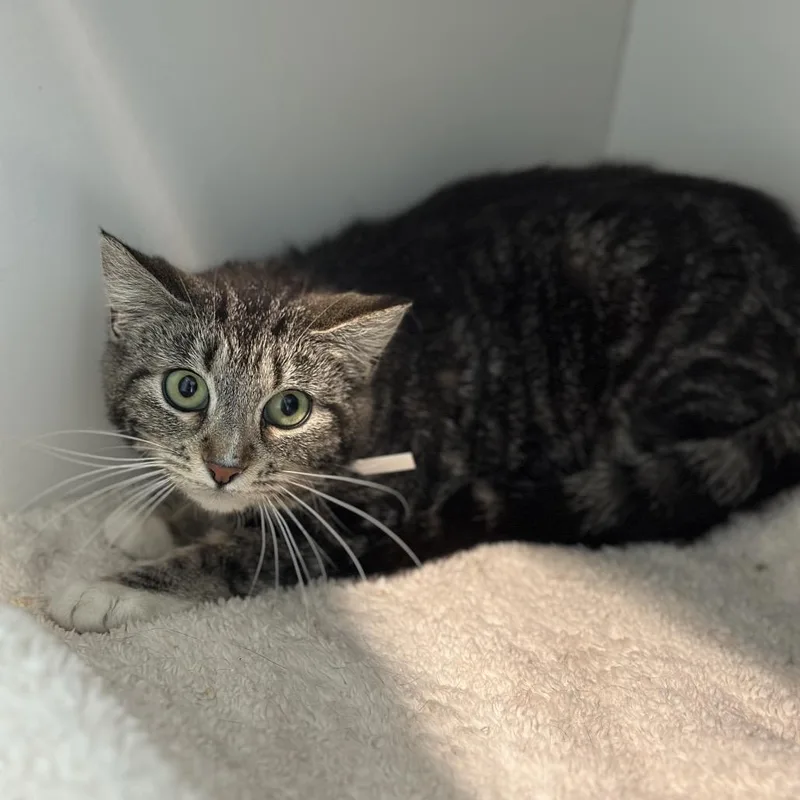 A young medium-sized female Brown / Chocolate Domestic Short Hair cat named Saby for adoption in Matteson, IL