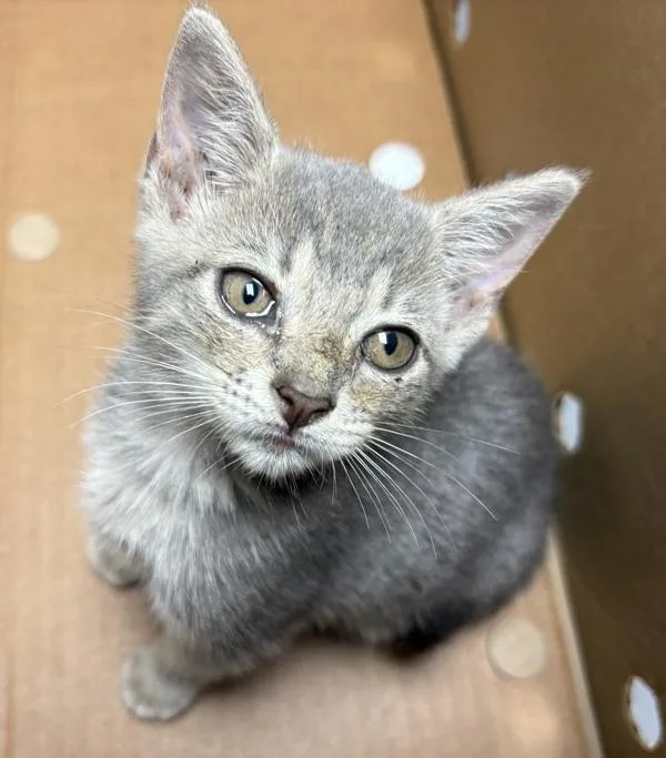 A baby small-sized female Domestic Short Hair cat named Nf Smokey for adoption in Lawrenceville, GA