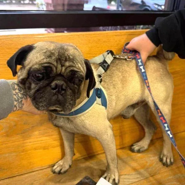An adult small-sized male Pug dog named Wyatt for adoption in Alvin, TX