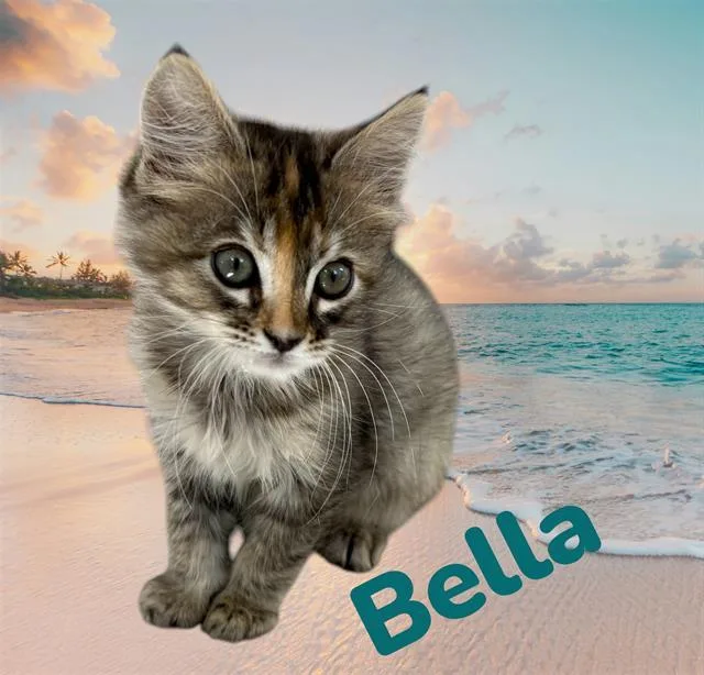 A baby small-sized female Domestic Short Hair cat named Bella for adoption in Visalia, CA