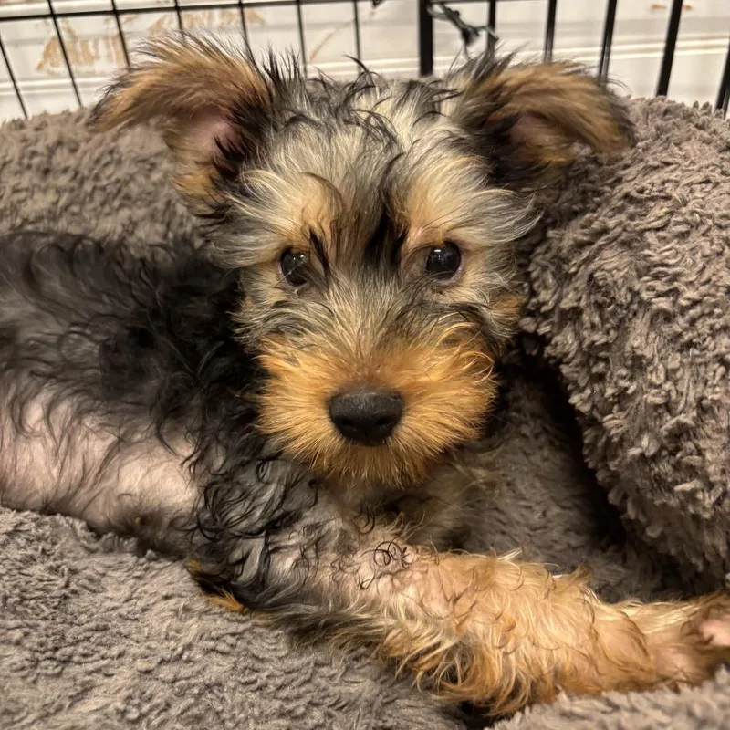 A baby small-sized male Black Mixed Breed dog named Cornwall for adoption in Wheeling, IL