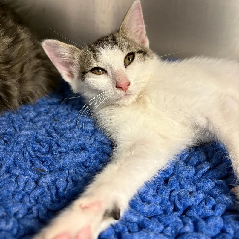 A baby small-sized female White Domestic Short Hair cat named 26-231 for adoption in North Branford, CT