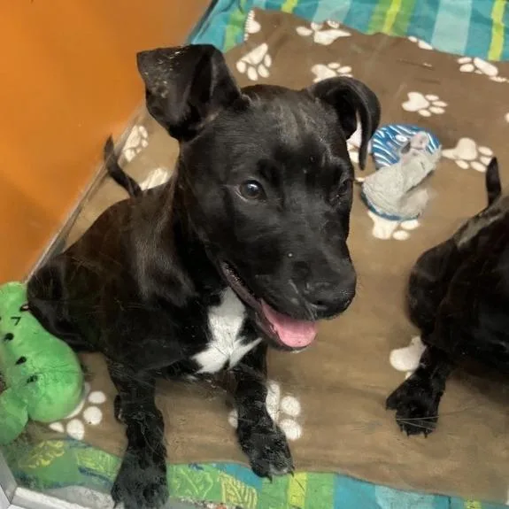 A baby small-sized male Black Mixed Breed dog named El Capitan for adoption in Salt Lake City, UT