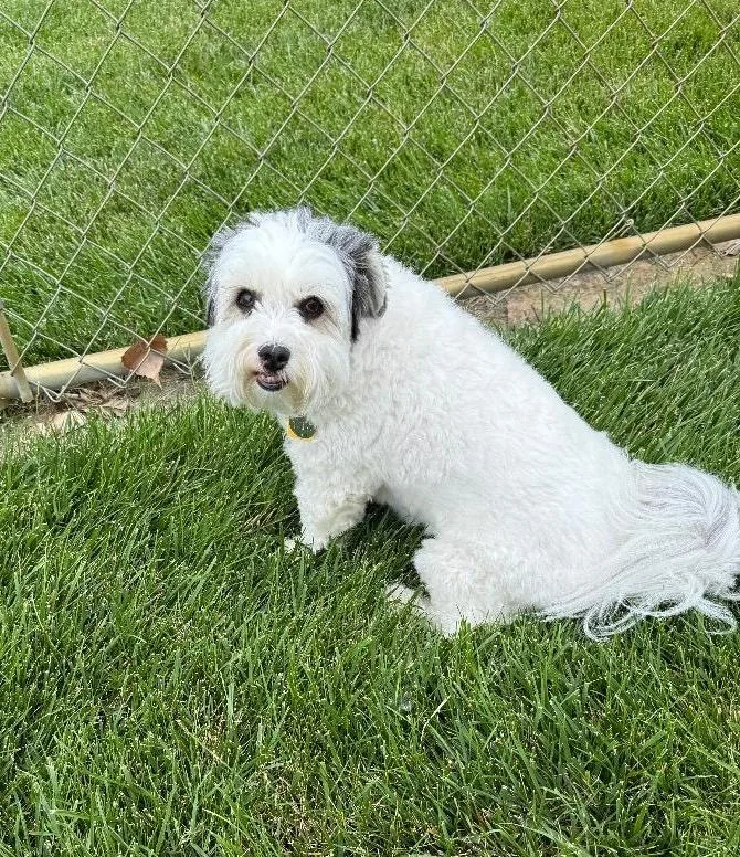 An adult small-sized female White / Cream Havanese dog named Maggie Mae for adoption in Shawnee Mission, KS