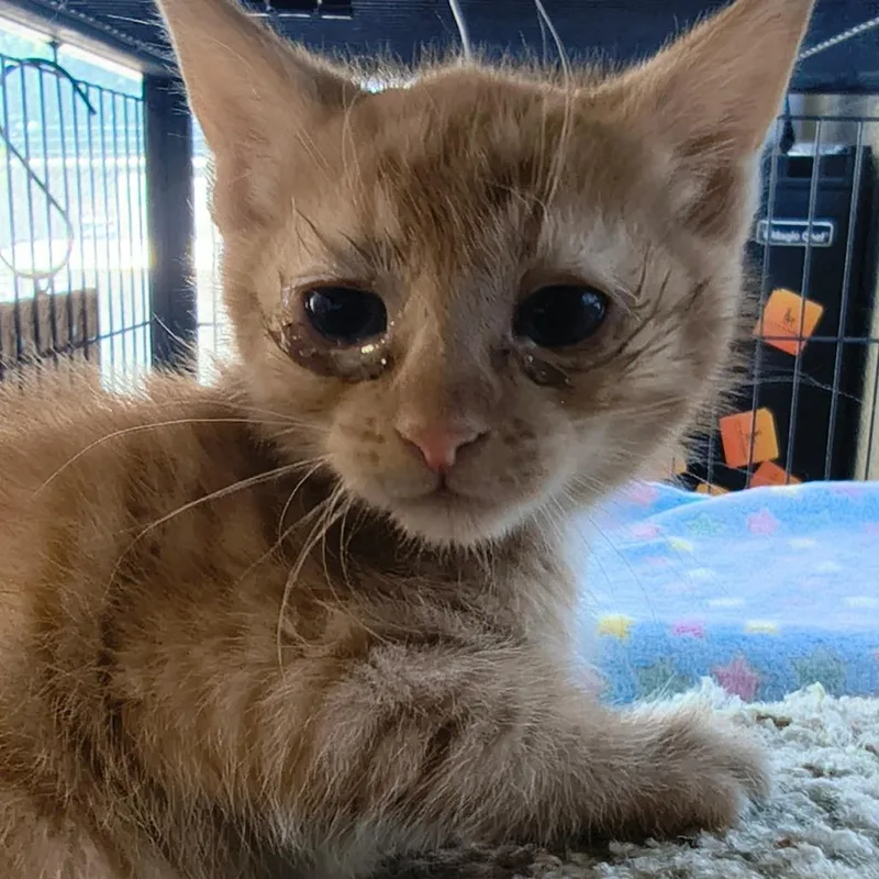 A baby small-sized female Buff / Tan / Fawn Domestic Short Hair cat named Heathcliff for adoption in Othello, WA