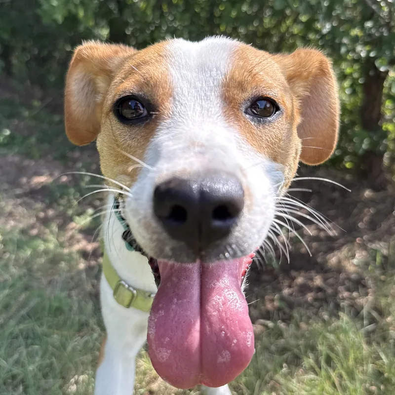 A baby medium-sized female Golden Parson Russell Terrier dog named Lady for adoption in Bulverde, TX
