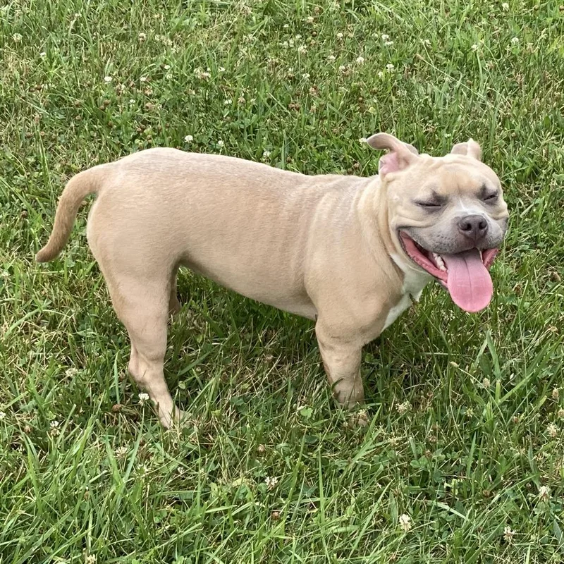 An adult small-sized female Yellow / Tan / Blond / Fawn English Bulldog dog named Bellie for adoption in Lynchburg, VA
