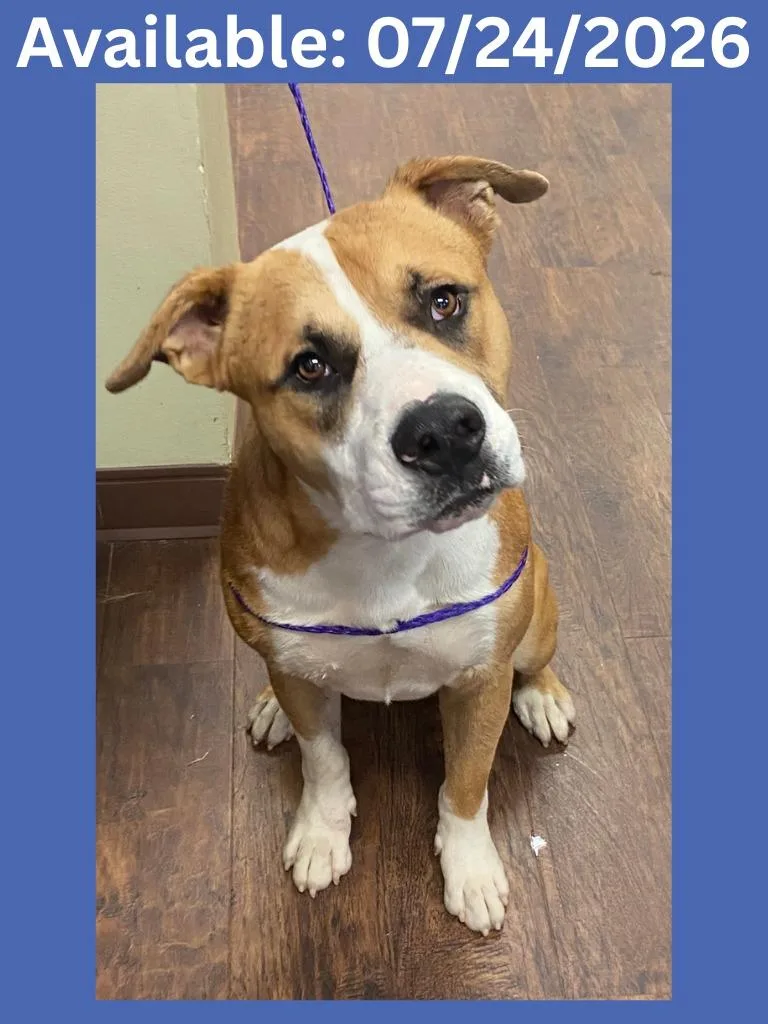 A young large-sized male Pit Bull Terrier dog named Dog Kennel Dusk for adoption in Greenville, TX