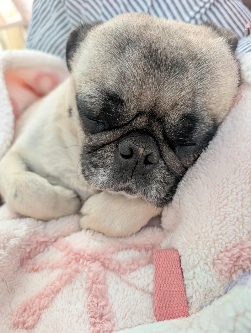 An adult small-sized male Apricot / Beige Pug dog named Nino for adoption in Tucson, AZ