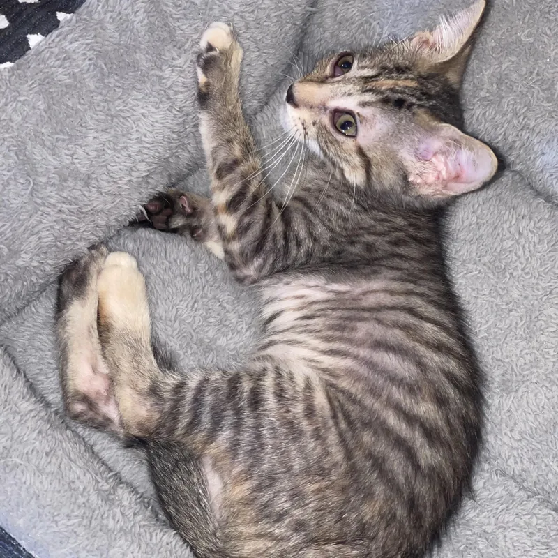 A baby small-sized female Tabby (Gray / Blue / Silver) Domestic Short Hair cat named Hermione for adoption in Liverpool, TX