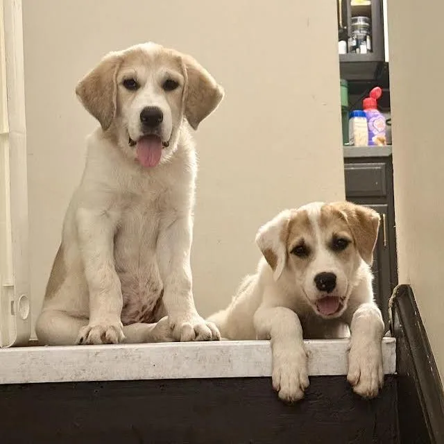 A baby medium-sized female White / Cream Great Pyrenees dog named Sporty Spice for adoption in South Elgin, IL