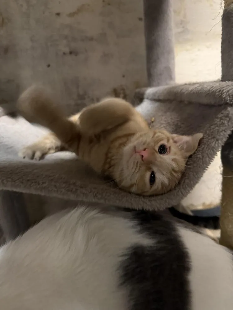 A baby small-sized male Tabby (Orange / Red) Domestic Short Hair cat named Preacher for adoption in West Mifflin, PA