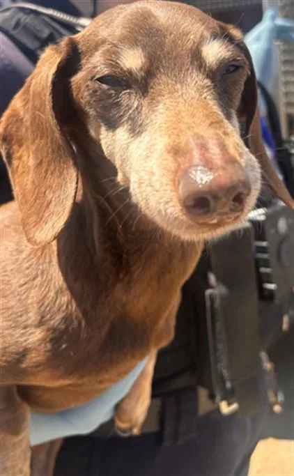 An adult small-sized female Dachshund dog named A for adoption in Olivehurst, CA