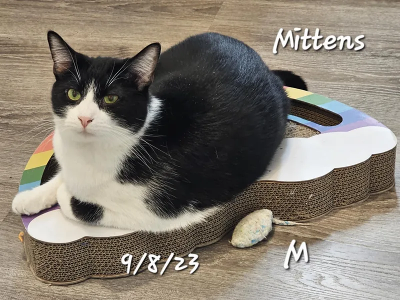 Mittens
