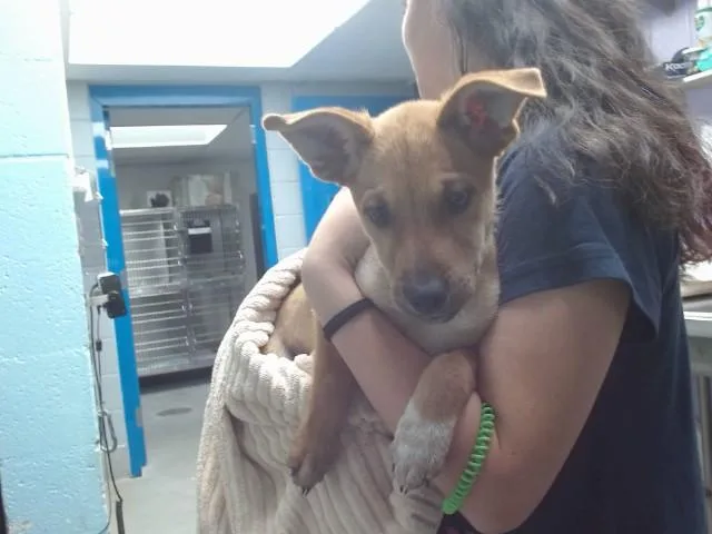 A baby small-sized female German Shepherd Dog dog named Birch for adoption in Albuquerque, NM