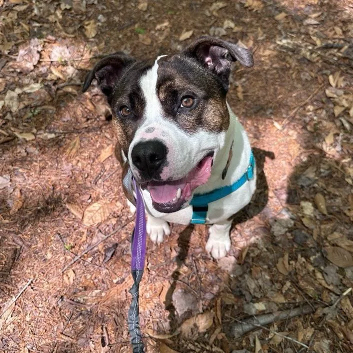 A young large-sized male Brindle Terrier dog named Blue for adoption in Conway, NH
