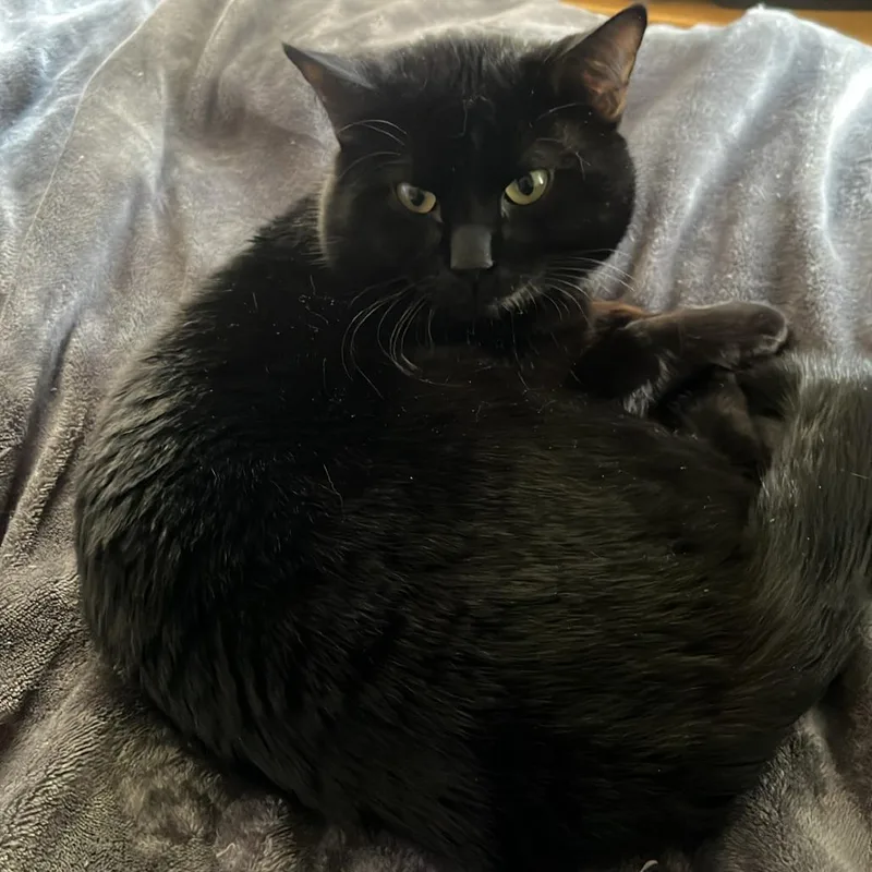 A young small-sized male Black American Shorthair cat named King Home To for adoption in South Elgin, IL