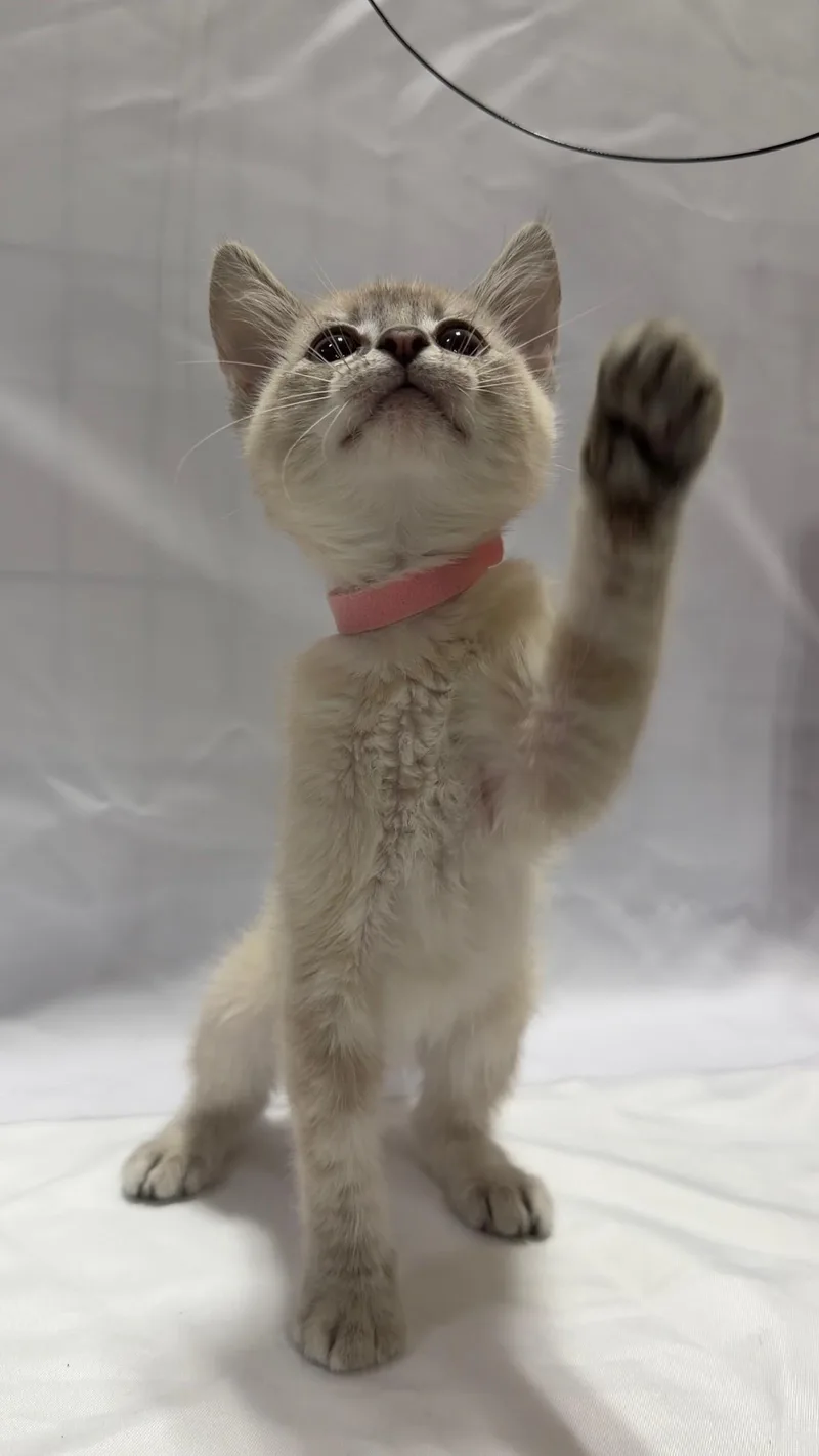 A young small-sized male Domestic Short Hair cat named Muffin for adoption in Fullerton, CA