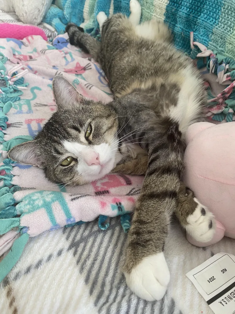 Sox