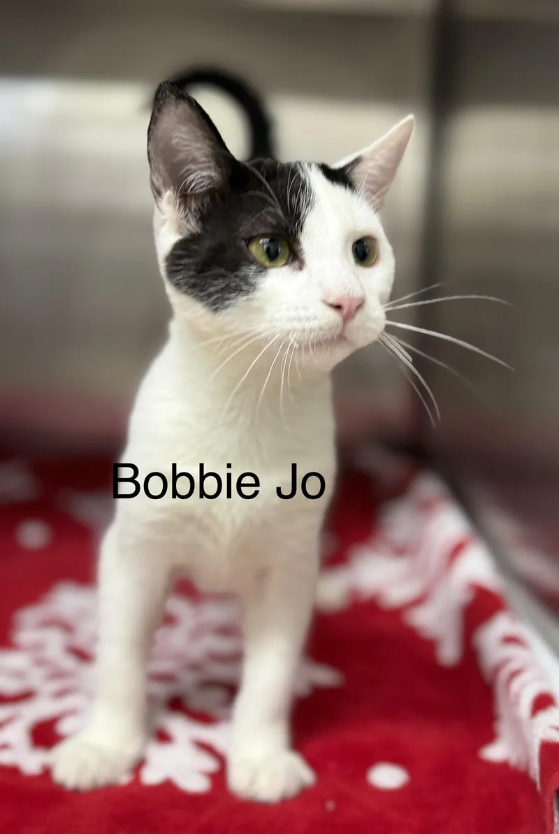 A baby medium-sized female White Domestic Short Hair cat named Bobbie Jo for adoption in Pawleys Island, SC