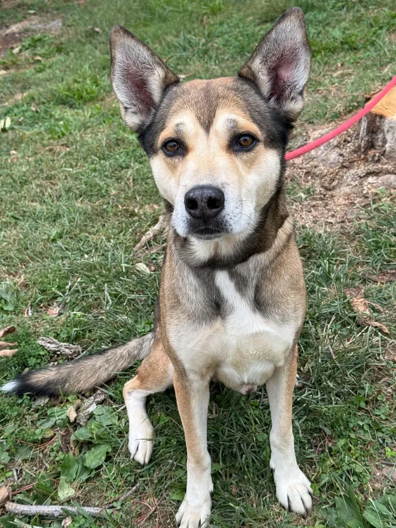 An adult large-sized male German Shepherd Dog dog named Carlos for adoption in Springfield, IL