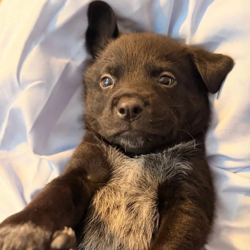 A baby medium-sized male Black Australian Cattle Dog / Blue Heeler dog named Scar for adoption in Beulaville, NC