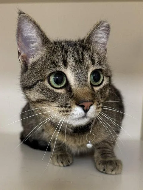 An adult medium-sized female Domestic Short Hair cat named Wallie Girl for adoption in Lancaster, PA