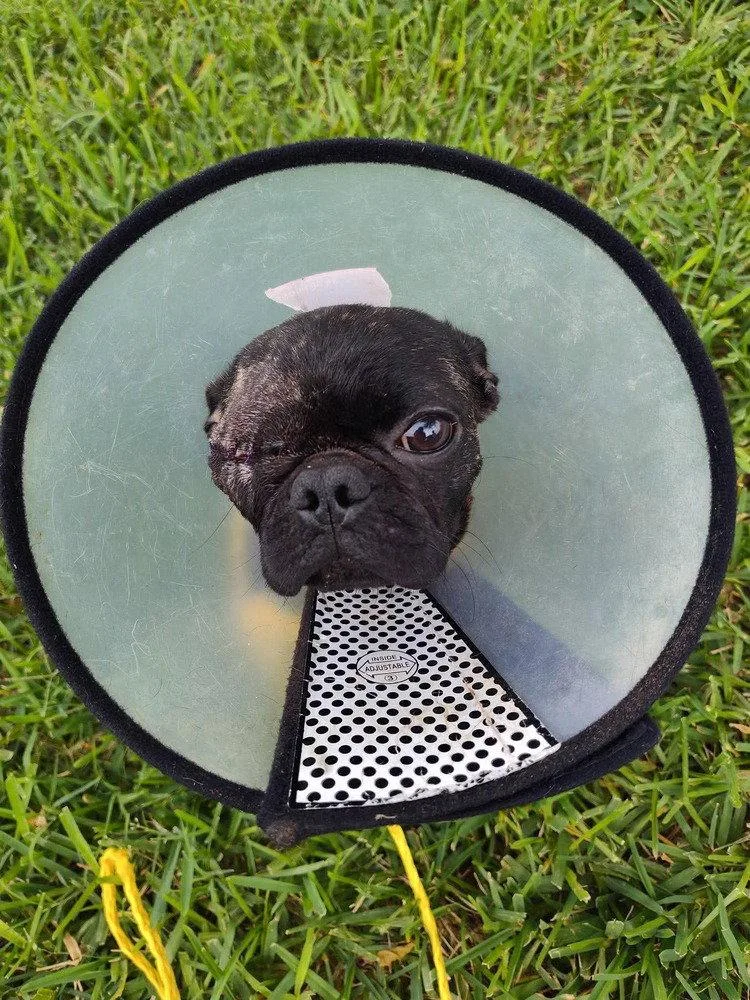 A young small-sized male Pug dog named Chai for adoption in New York, NY