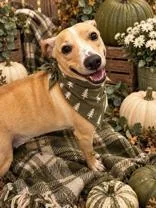 An adult medium-sized male Beagle dog named Butterball for adoption in Bradenton, FL