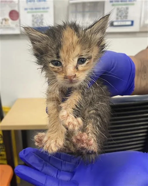 A baby medium-sized female Domestic Short Hair cat named Ginger for adoption in Dallas, TX