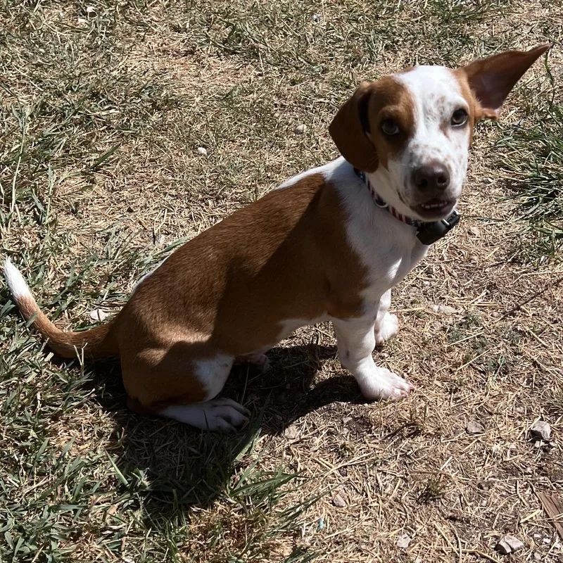 A young small-sized male Yellow / Tan / Blond / Fawn Chihuahua dog named Gobi for adoption in Fredericksburg, TX