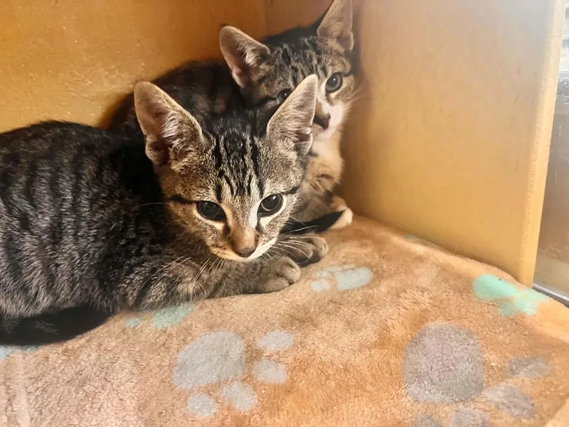 A baby small-sized female Domestic Short Hair cat named Magenta for adoption in Patchogue, NY